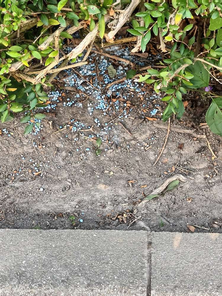 Giftköder-Schneckenkorn-Profilbild