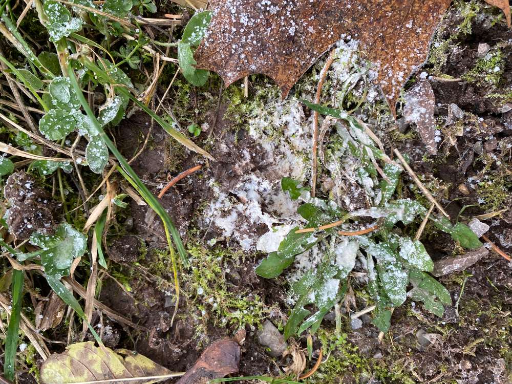 Giftköder-Weißes Pulver -Profilbild