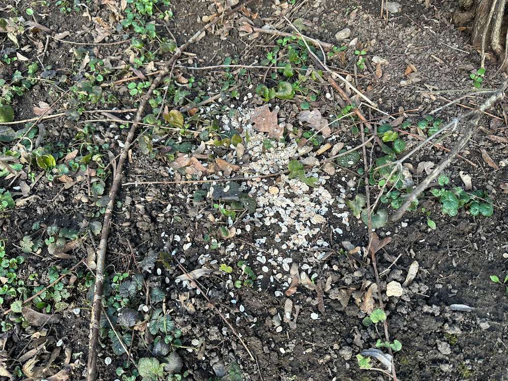 Giftköder-Wahrscheinlich Rattengift in form von Haferflocken-Profilbild