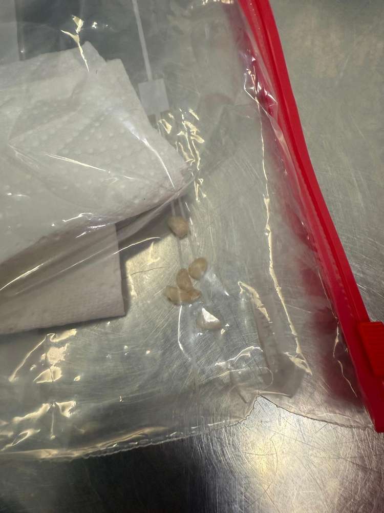 Giftköder-Giftköder Fund-Profilbild