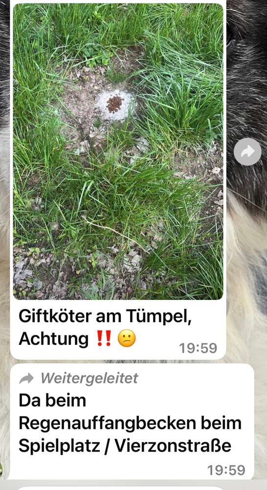 Giftköder-Giftköder-Profilbild