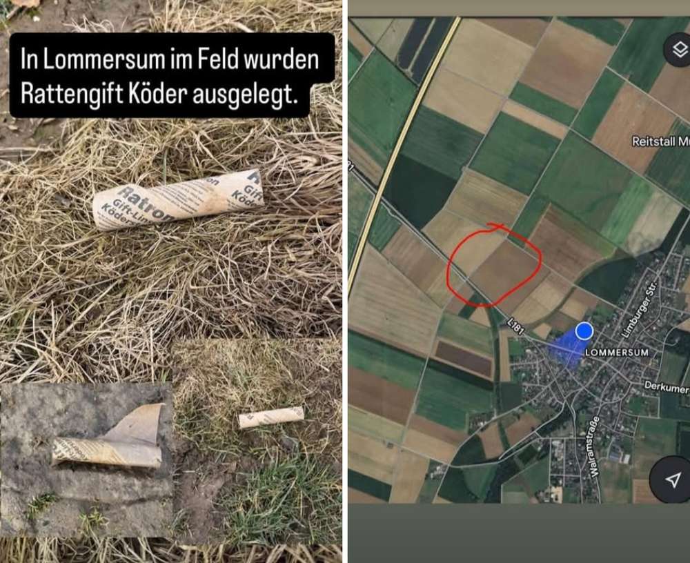 Giftköder-Rattengiftköder-Profilbild