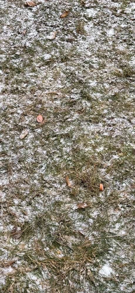 Giftköder-Giftköder in Wursträdchen / Käsestücken-Profilbild