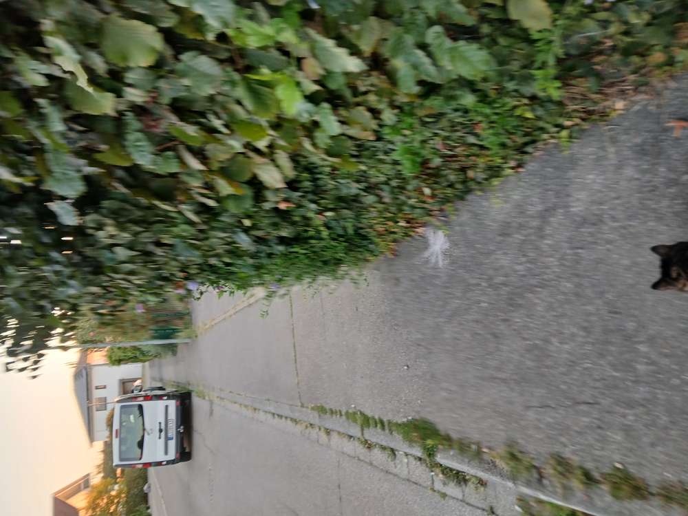 Giftköder-Verdacht auf Rattengift!-Profilbild