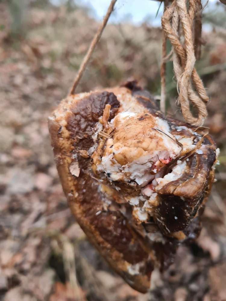 Giftköder-Möglicher Giftköder-Profilbild