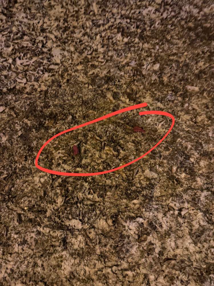 Giftköder-Fleischstückchen Giftköder-Profilbild