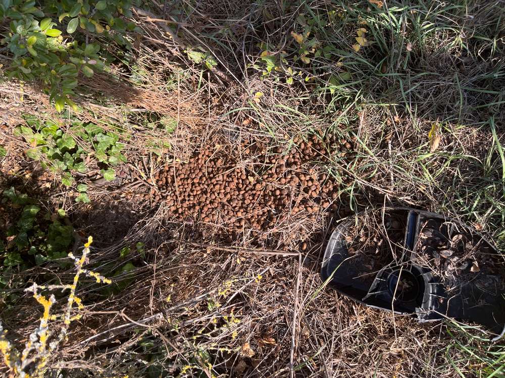 Giftköder-Evtl Giftköder in Hundepelletfzutter-Profilbild