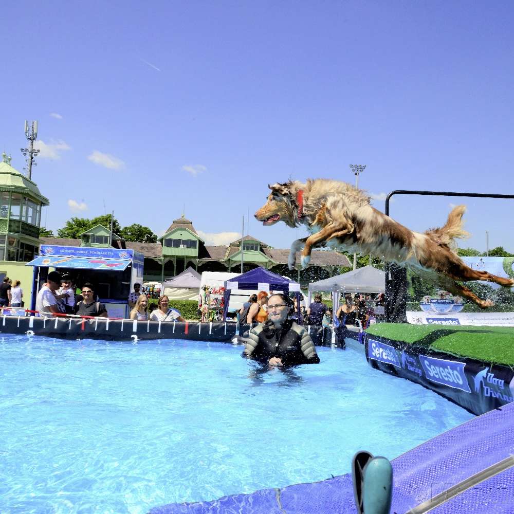 Hundetreffen-ZooRoyal DOG DIVING EVENT-Profilbild
