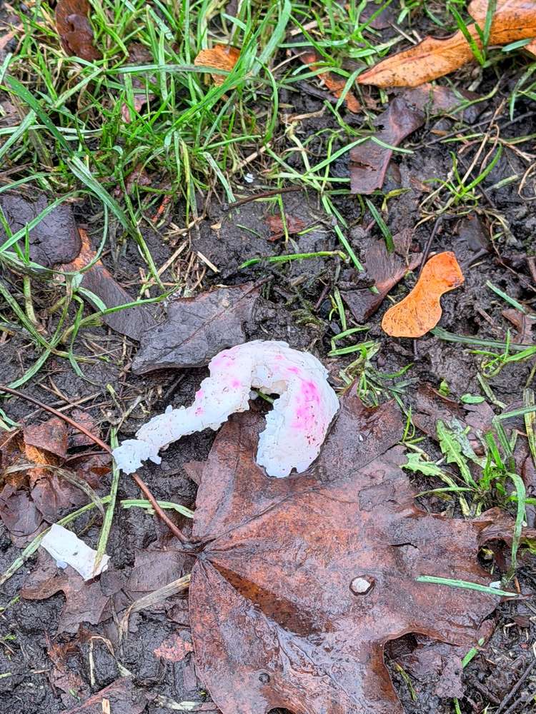 Giftköder-ggf. Giftköder-Profilbild