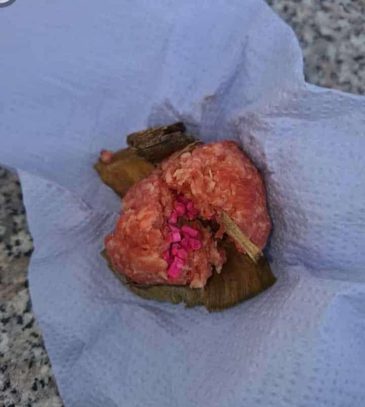 Giftköder-Giftköder-Profilbild