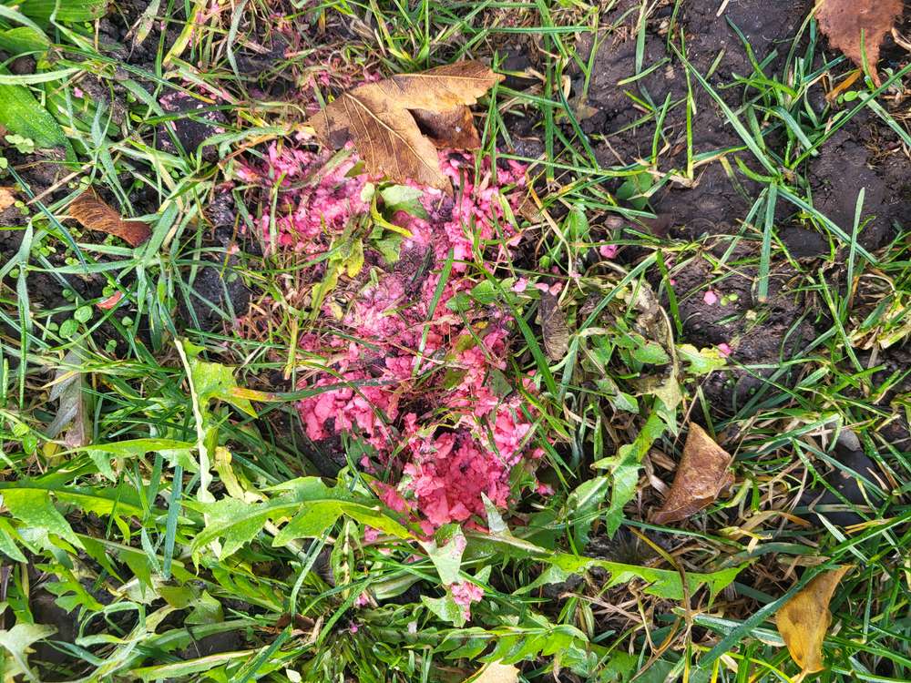 Giftköder-Eventuell Rattengift-Profilbild