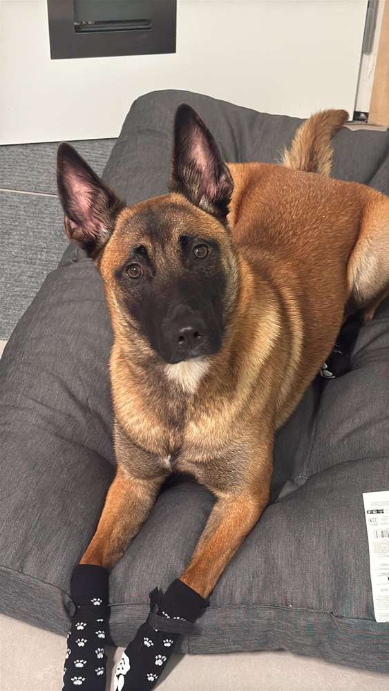 Suchmeldung-Cataleya-Profilbild