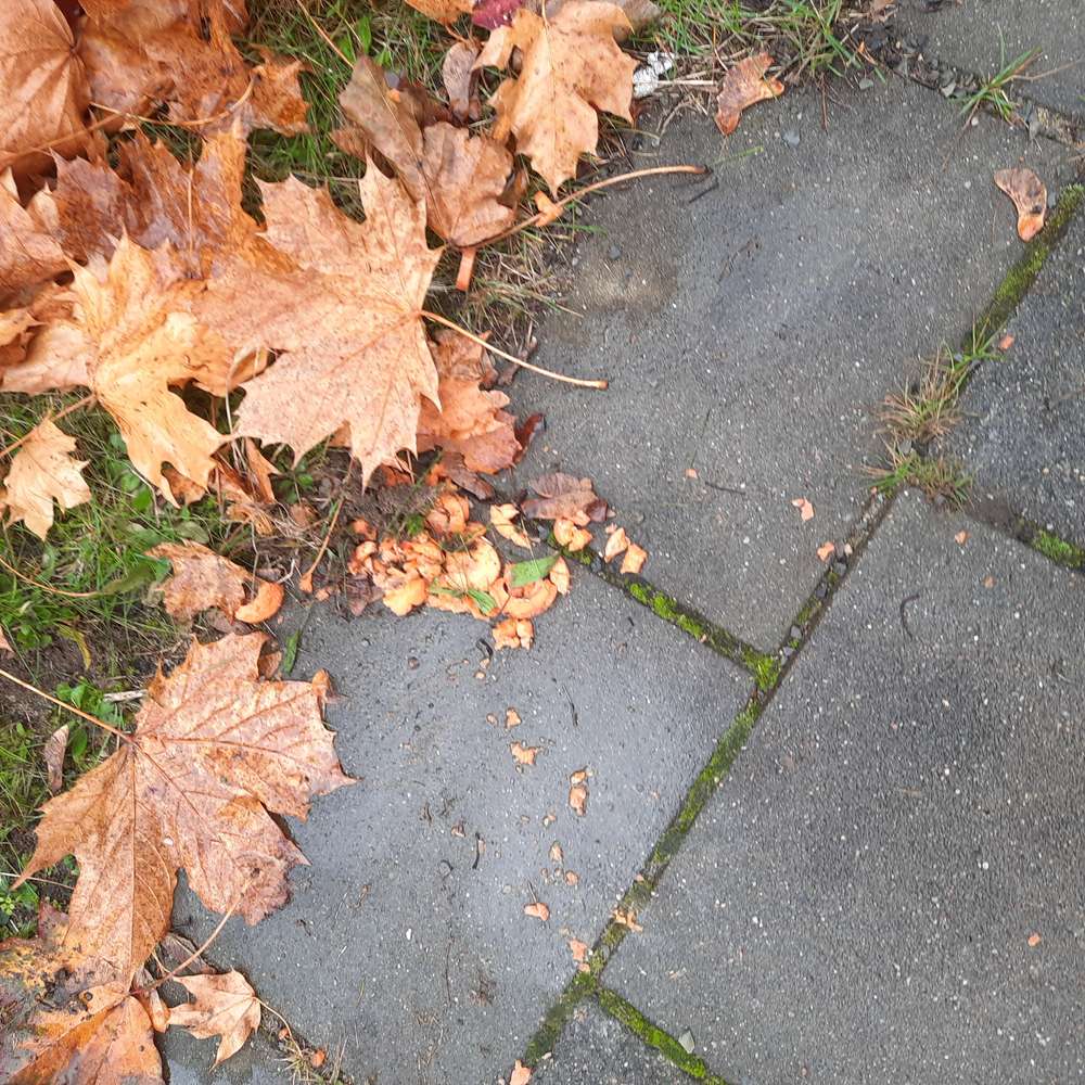 Giftköder-Verdacht Giftköder -Profilbild