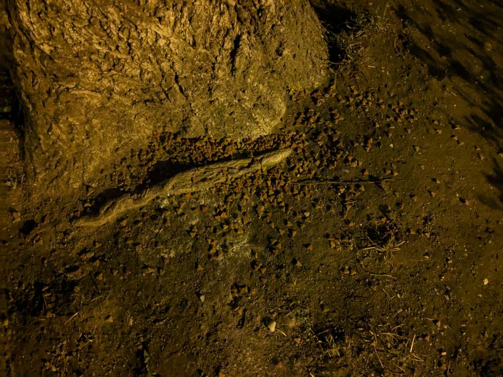 Giftköder-Katzenfutter oder etwas anderes...-Profilbild