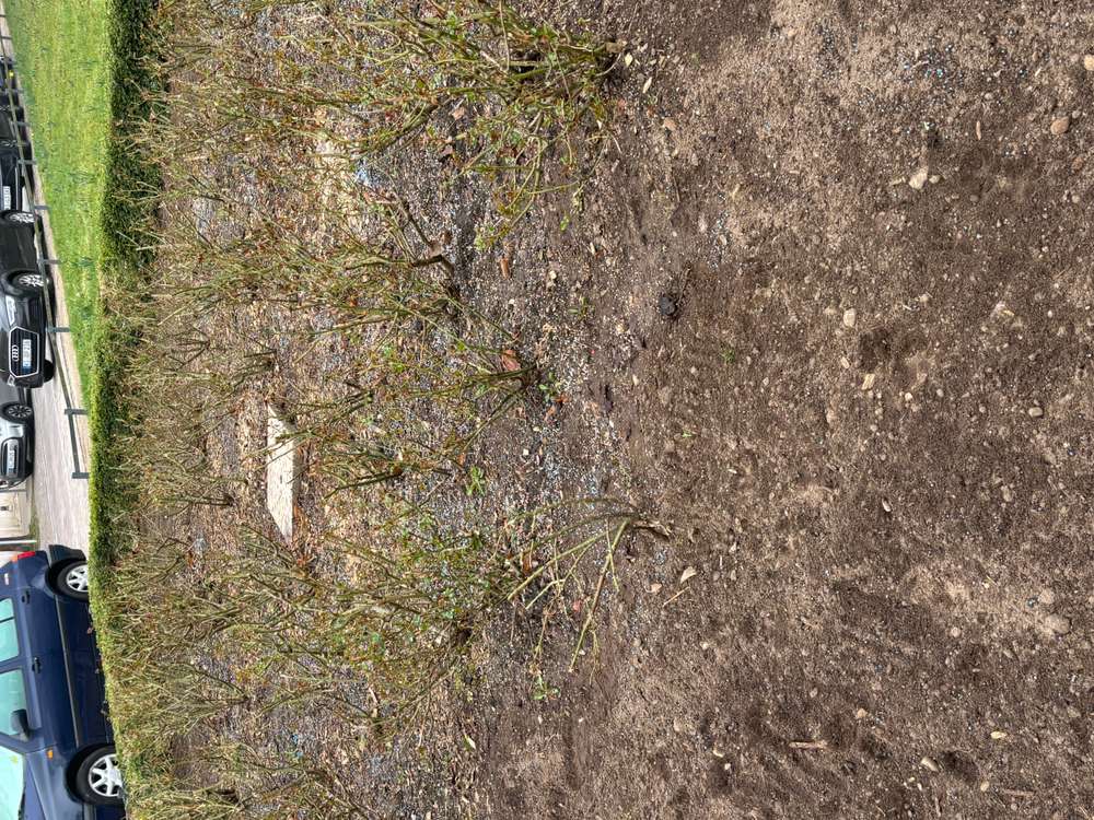 Giftköder-Blaukorn, Schneckenkorn oder Rattengift -Profilbild