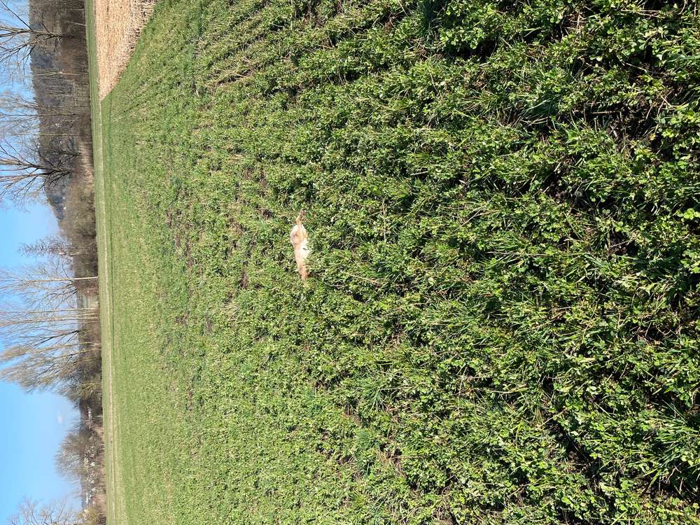 Giftköder-Hasenkadaver-Profilbild