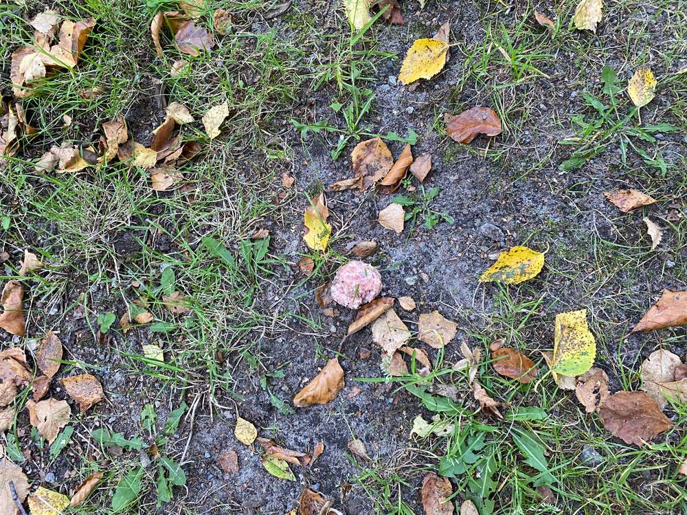 Giftköder-Giftköder-Profilbild