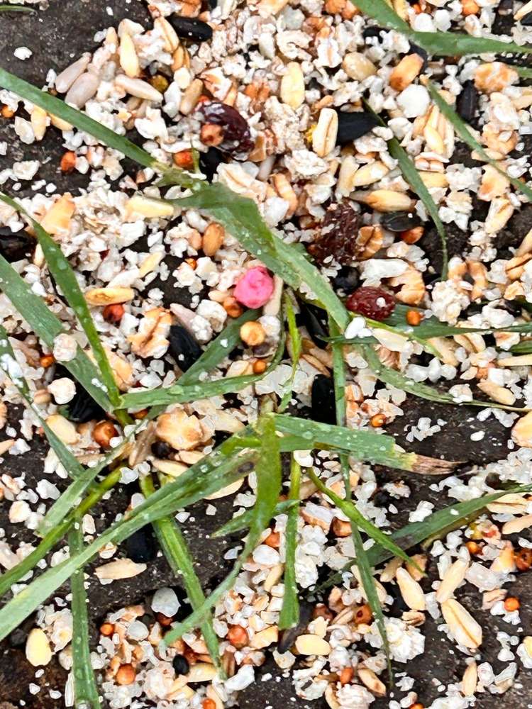 Giftköder-Vogelfutter mit Gift (pink)-Profilbild