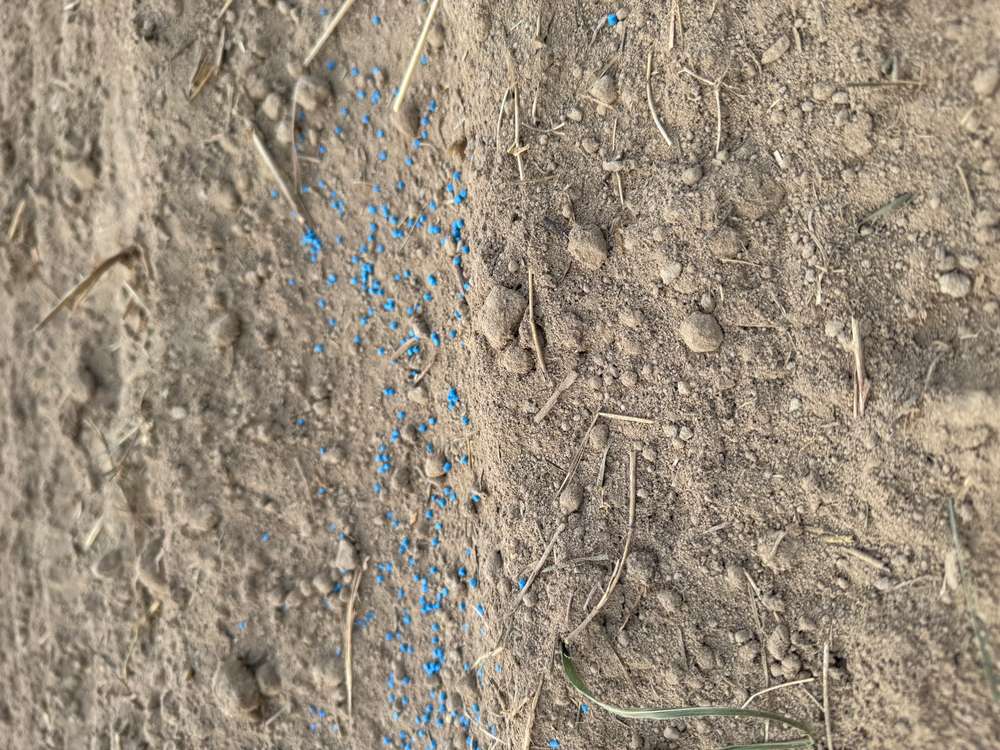 Giftköder-Blaukorn-Profilbild