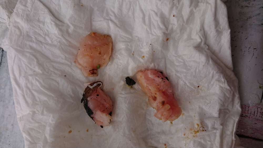 Giftköder-Giftköder rohes Fleisch -Profilbild