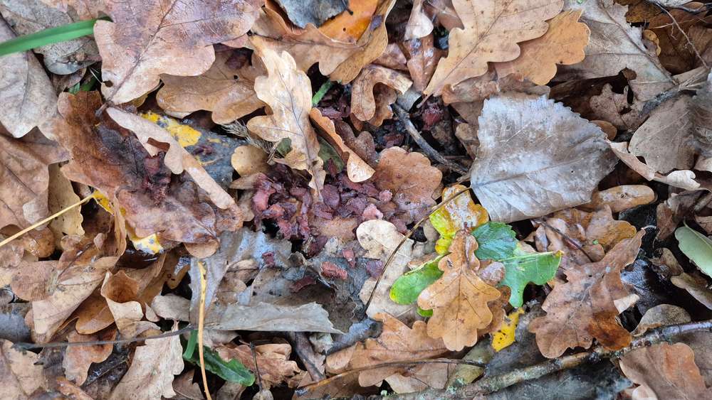 Giftköder-Vermutlich Giftköder-Profilbild