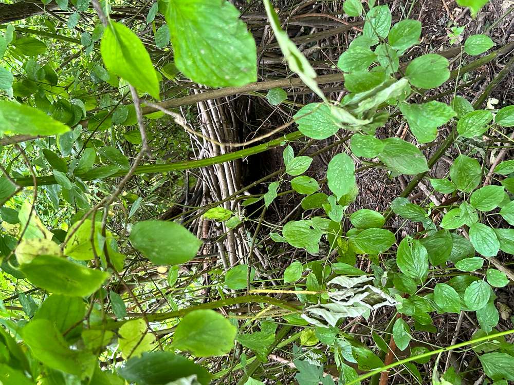 Giftköder-Mann lebt versteckt im Gebüsch-Profilbild