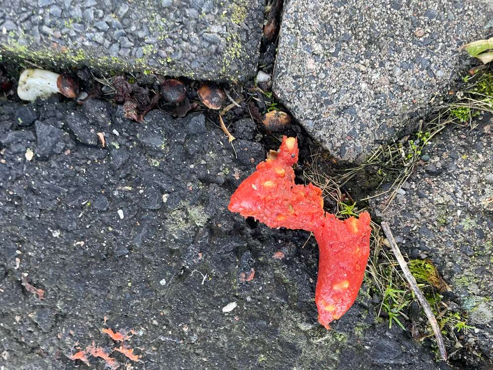 Giftköder-Evtl. Giftköder-Profilbild