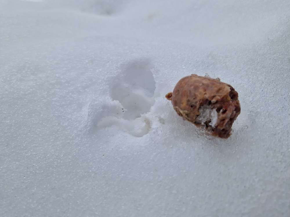 Giftköder-Aufpassen, rohe Wurst gefunden -Profilbild