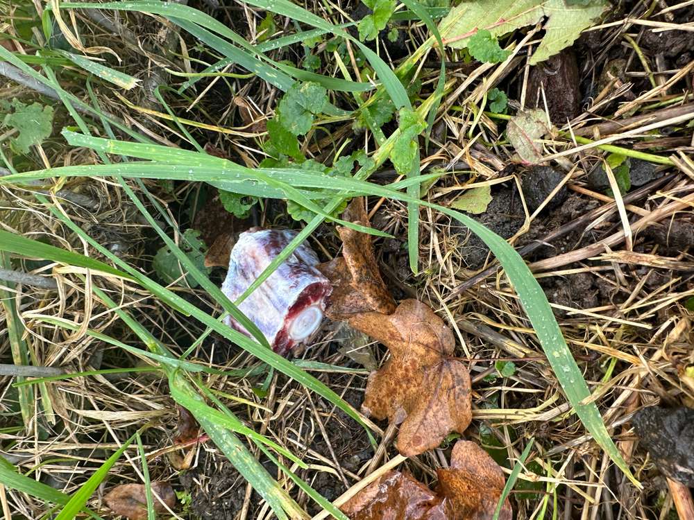 Giftköder-Rohes Fleisch -Profilbild