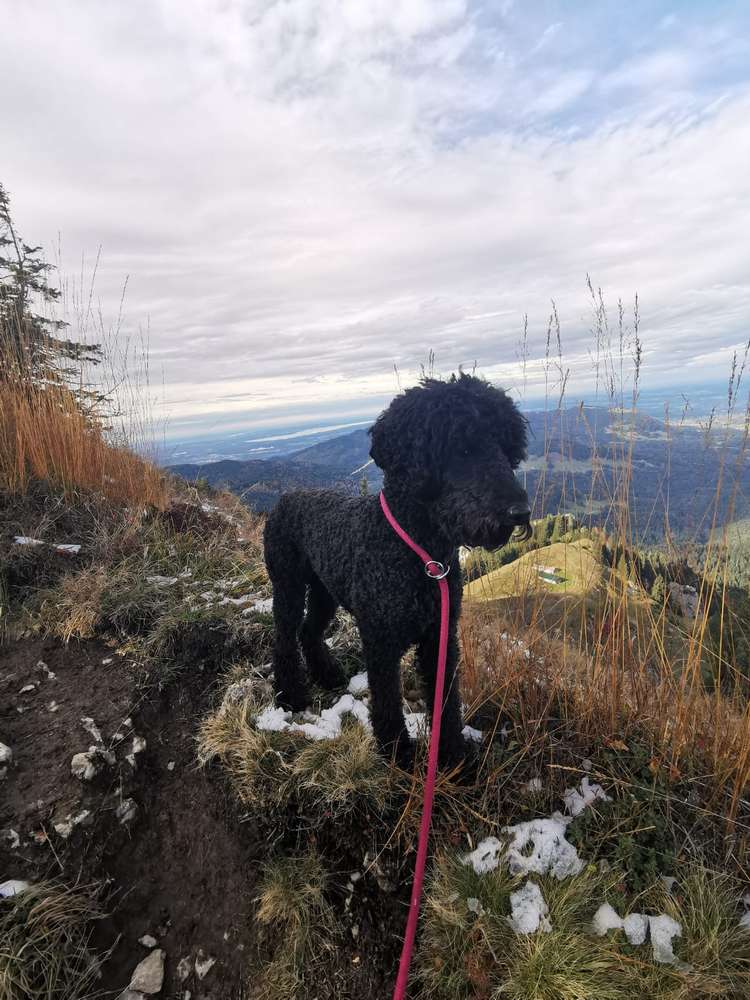 Suchmeldung-Lotti-Profilbild