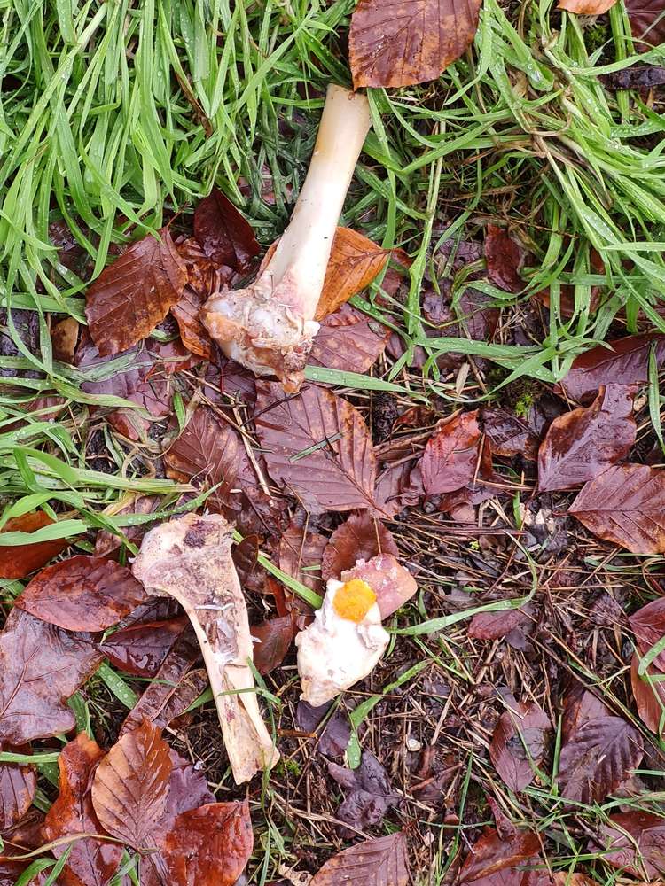 Giftköder-Knochen gefunden-Profilbild