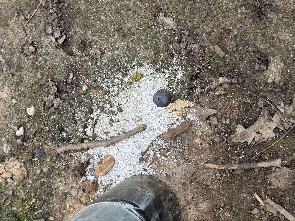 Giftköder-Weiße Körner / vielleicht Gift-Profilbild