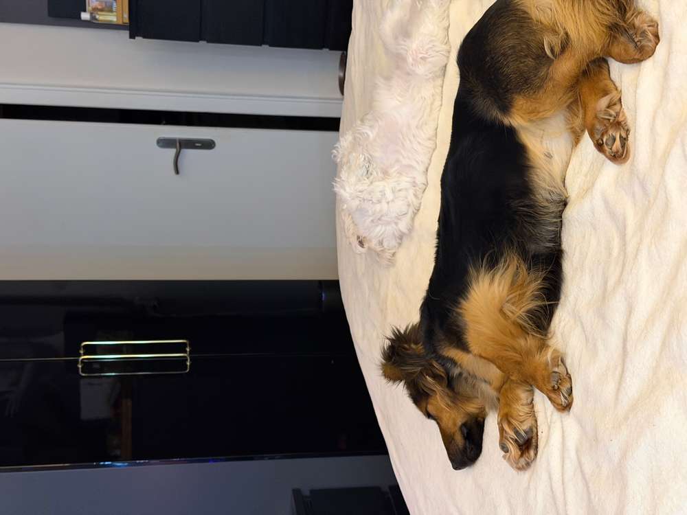 Suchmeldung-Lola-Profilbild