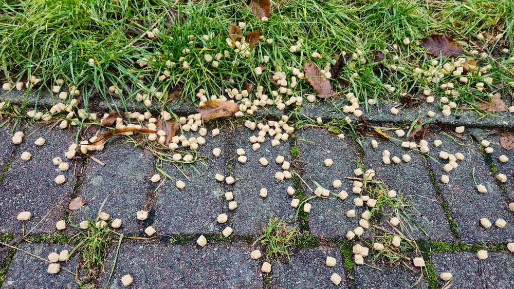 Giftköder-Fragwürdige Pellets in großer Menge-Profilbild