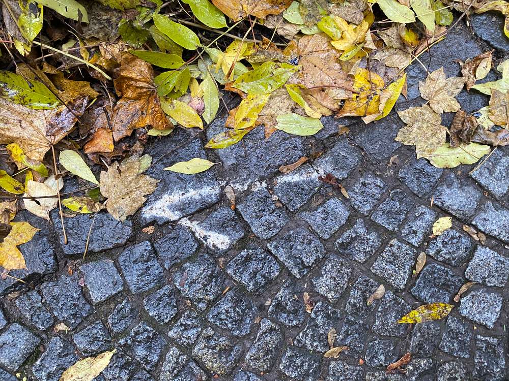 Giftköder-Vermutlich Rattengift -Profilbild