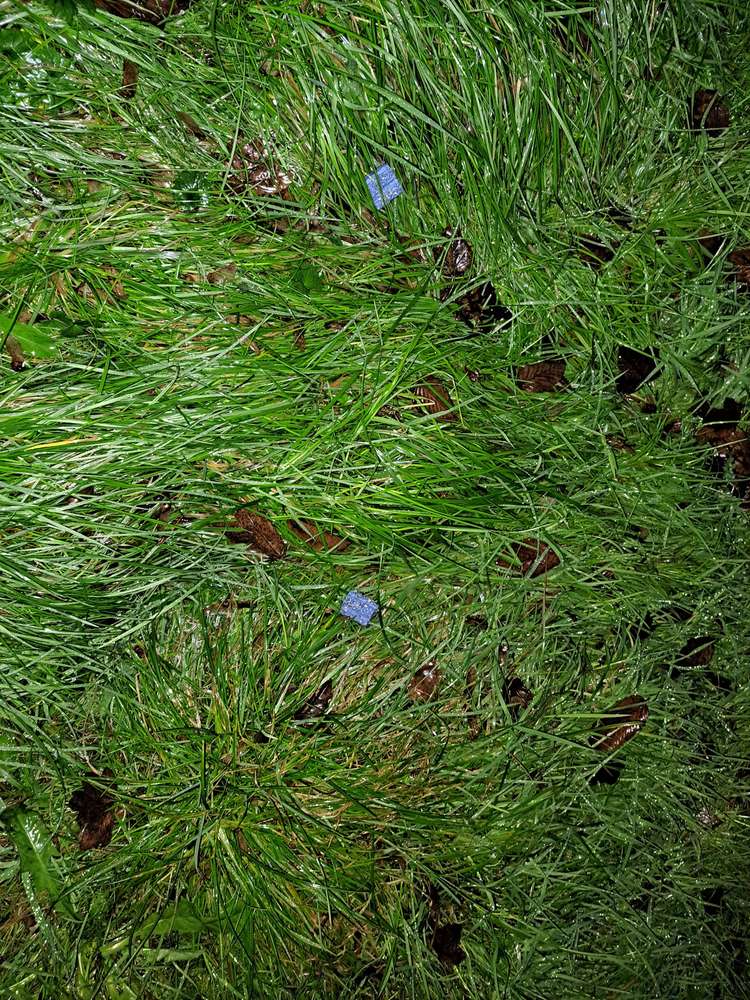 Giftköder-Zeugenaufruf Giftköder-Profilbild