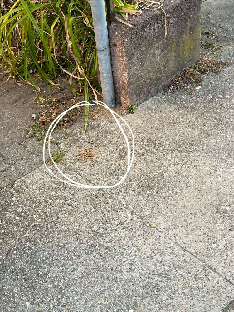 Giftköder-Giftköder-Profilbild