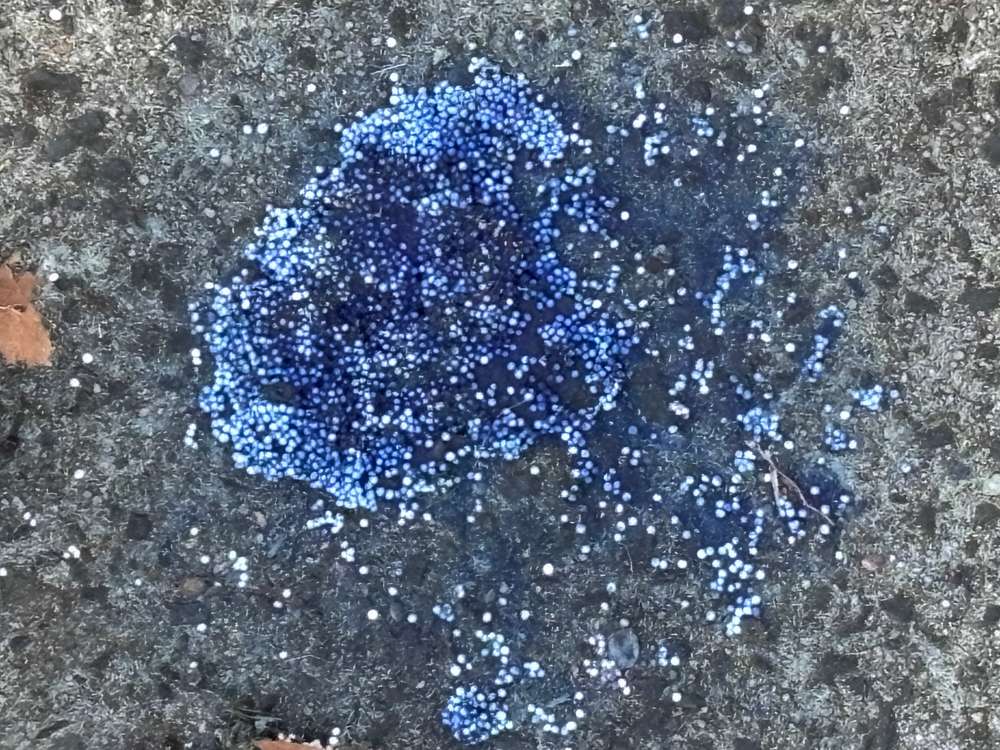 Giftköder-Blaukorndünger-Profilbild