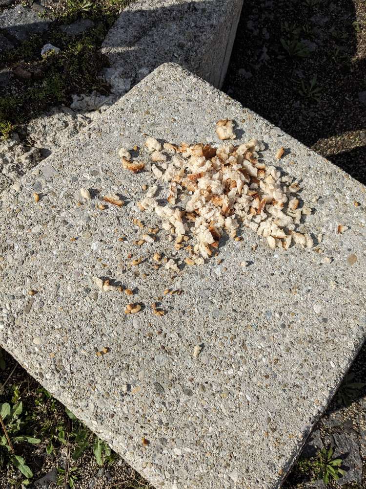 Giftköder-Evtl. Giftköder -Profilbild