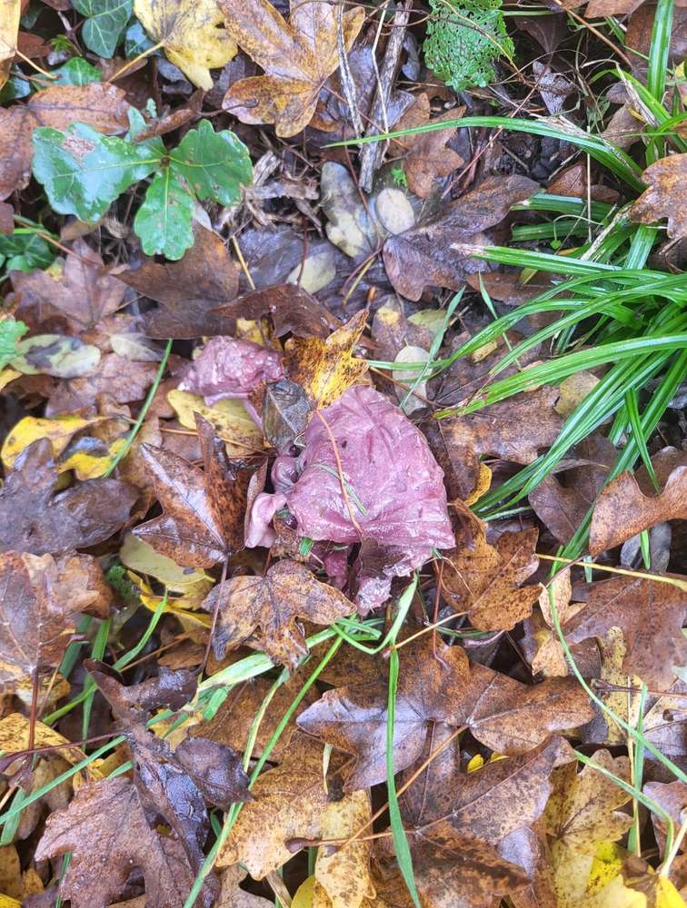 Giftköder-Gift Köder-Profilbild