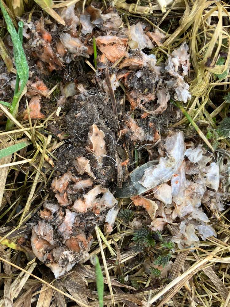 Giftköder-Mgl. Giftköder-Profilbild