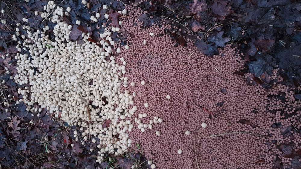 Giftköder-Trockenfutter und rote Körner-Profilbild