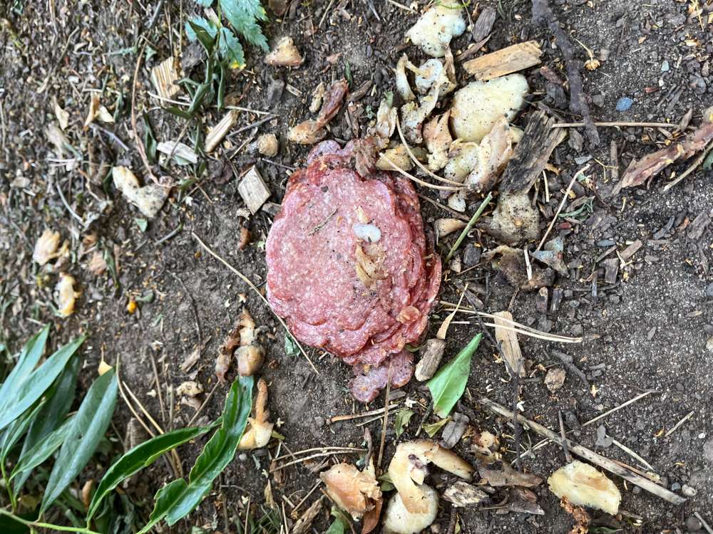 Giftköder-🚨 Achtung – Verdacht auf Giftköder! 🚨-Profilbild