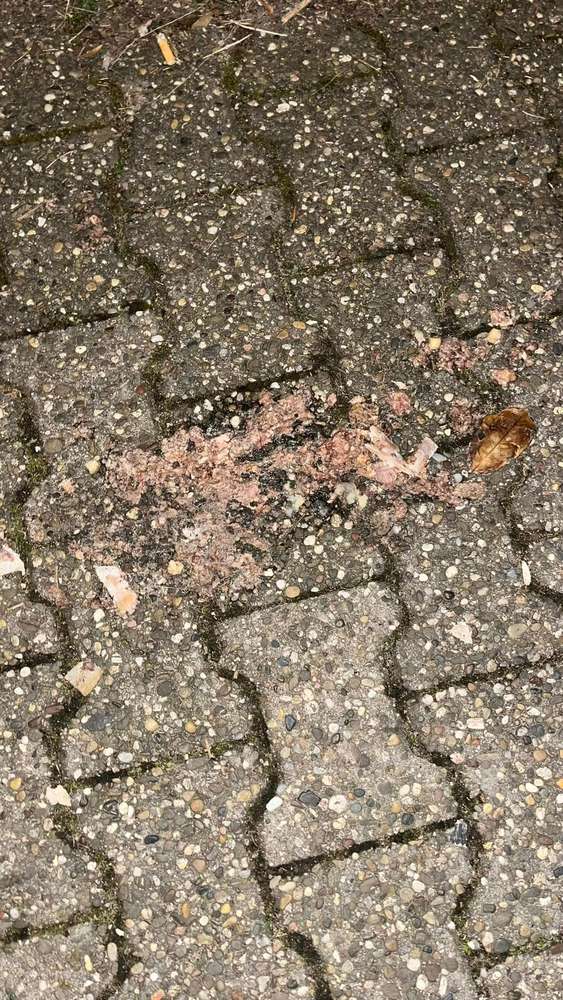 Giftköder-Giftköder-Profilbild