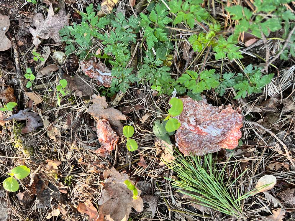 Giftköder-Evtl. Giftköder-Profilbild