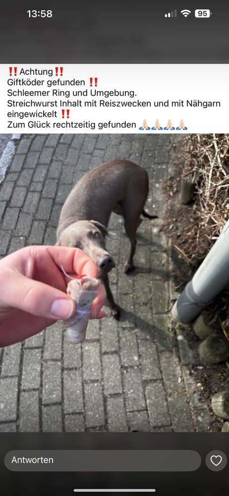Giftköder-Giftköder mit Fleischwurst und Reißzwecken-Profilbild