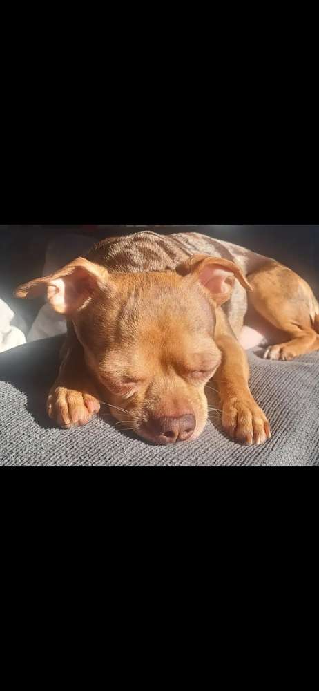 Suchmeldung-Lucky-Profilbild