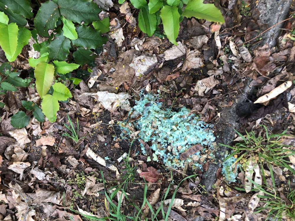 Giftköder-Achtung Giftköder (Schneckenkorn)-Profilbild