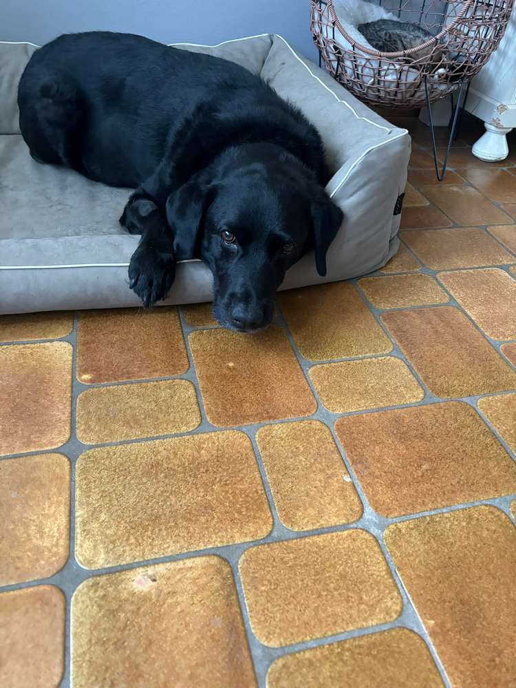 Giftköder-Toter Hund durch Giftköder-Profilbild