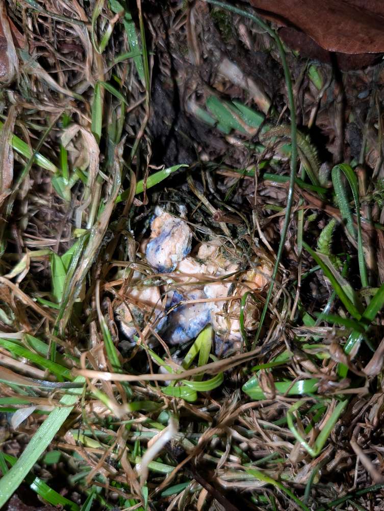 Giftköder-Ggf. Giftköder -Profilbild